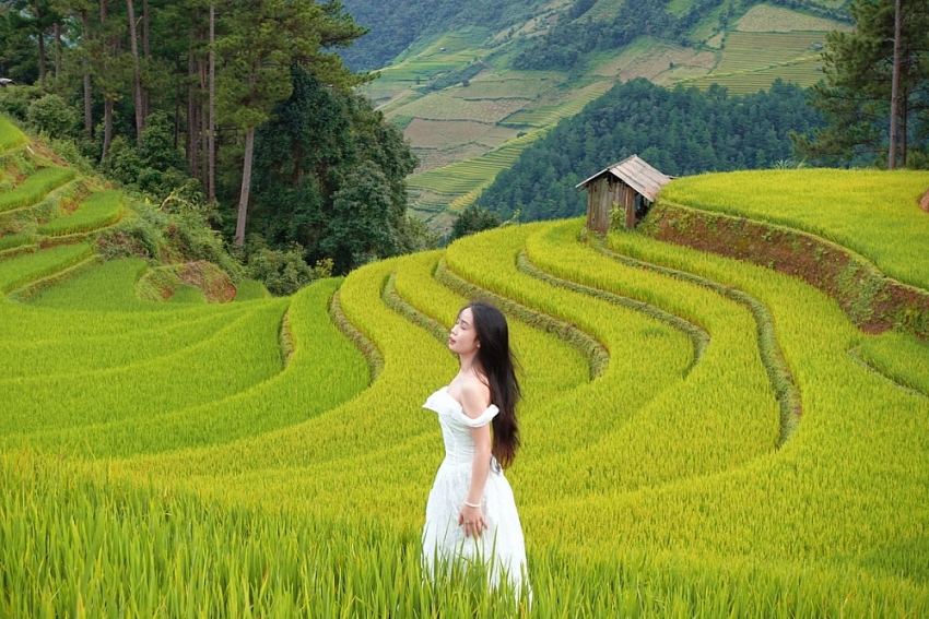Đồi Móng Ngựa 'toạ độ' ngắm mùa lúa chín siêu thực ở Mù Cang Chải
