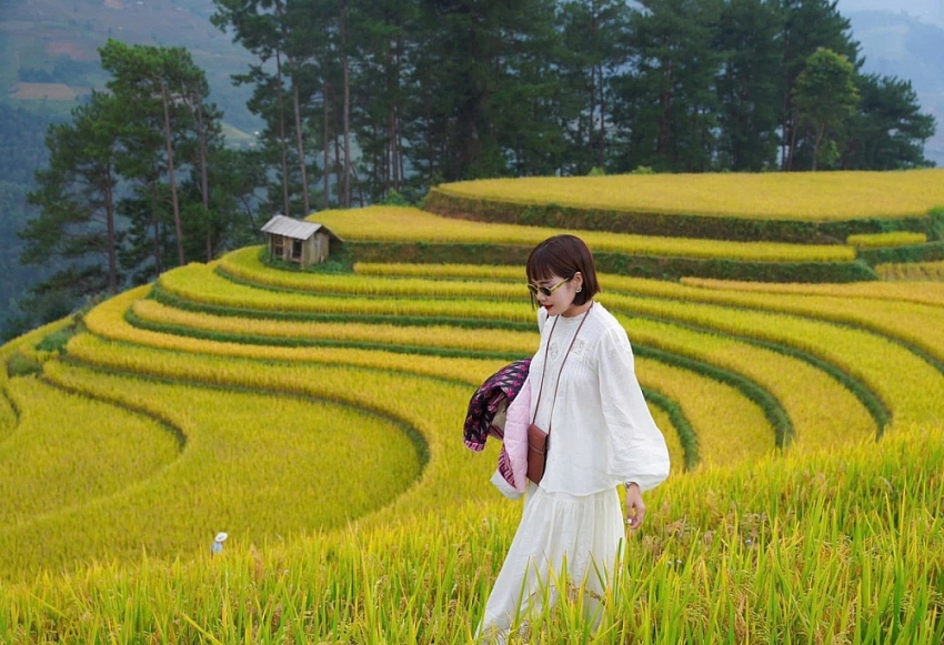 Đồi Móng Ngựa 'toạ độ' ngắm mùa lúa chín siêu thực ở Mù Cang Chải
