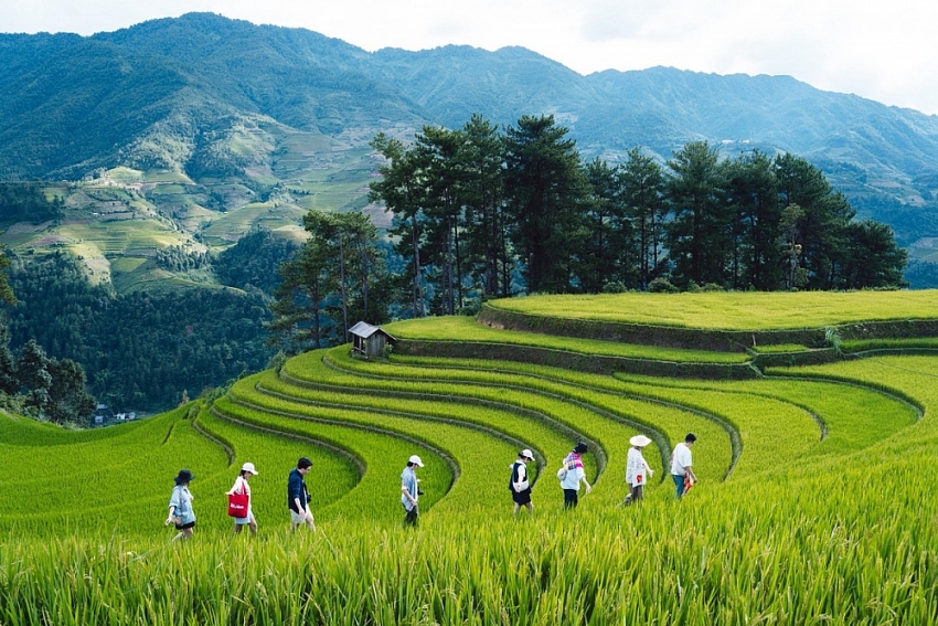 Đồi Móng Ngựa 'toạ độ' ngắm mùa lúa chín siêu thực ở Mù Cang Chải