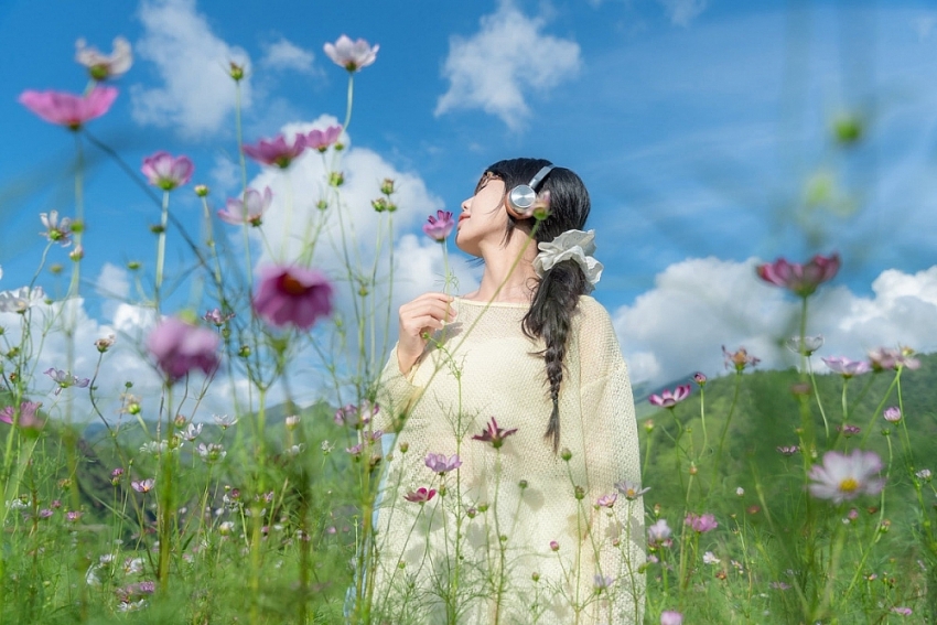 Vườn hoa bướm Tà Xùa 'tọa độ' sống ảo lãng mạn mùa thu không thể bỏ qua