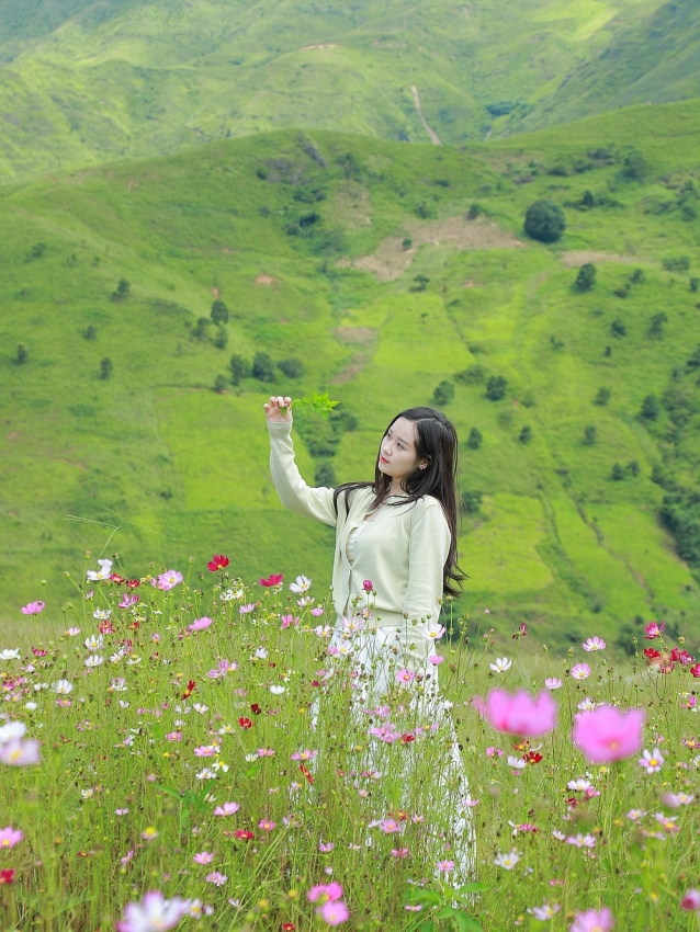 Vườn hoa bướm Tà Xùa 'tọa độ' sống ảo lãng mạn mùa thu không thể bỏ qua