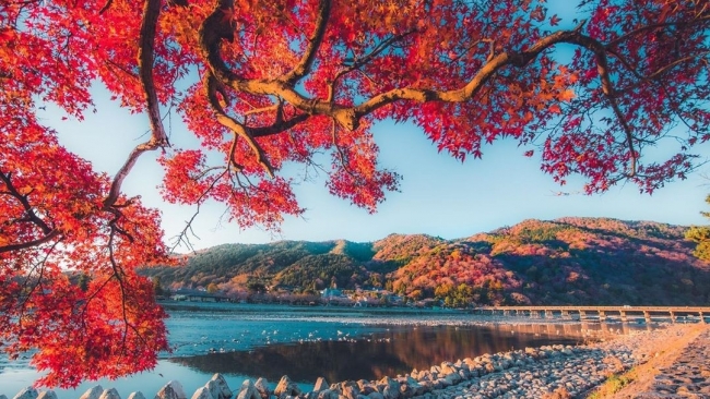 Mùa lá đổi màu ở Nhật Bản, lên lịch ngay để chiêm ngưỡng cảnh sắc thu