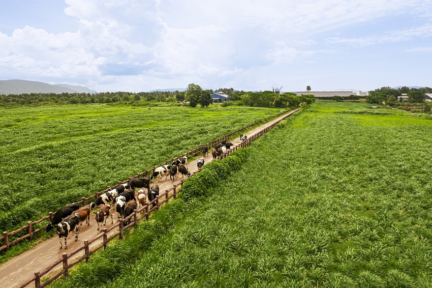 50 năm Vinamilk: Hành trình không ngừng nâng chuẩn