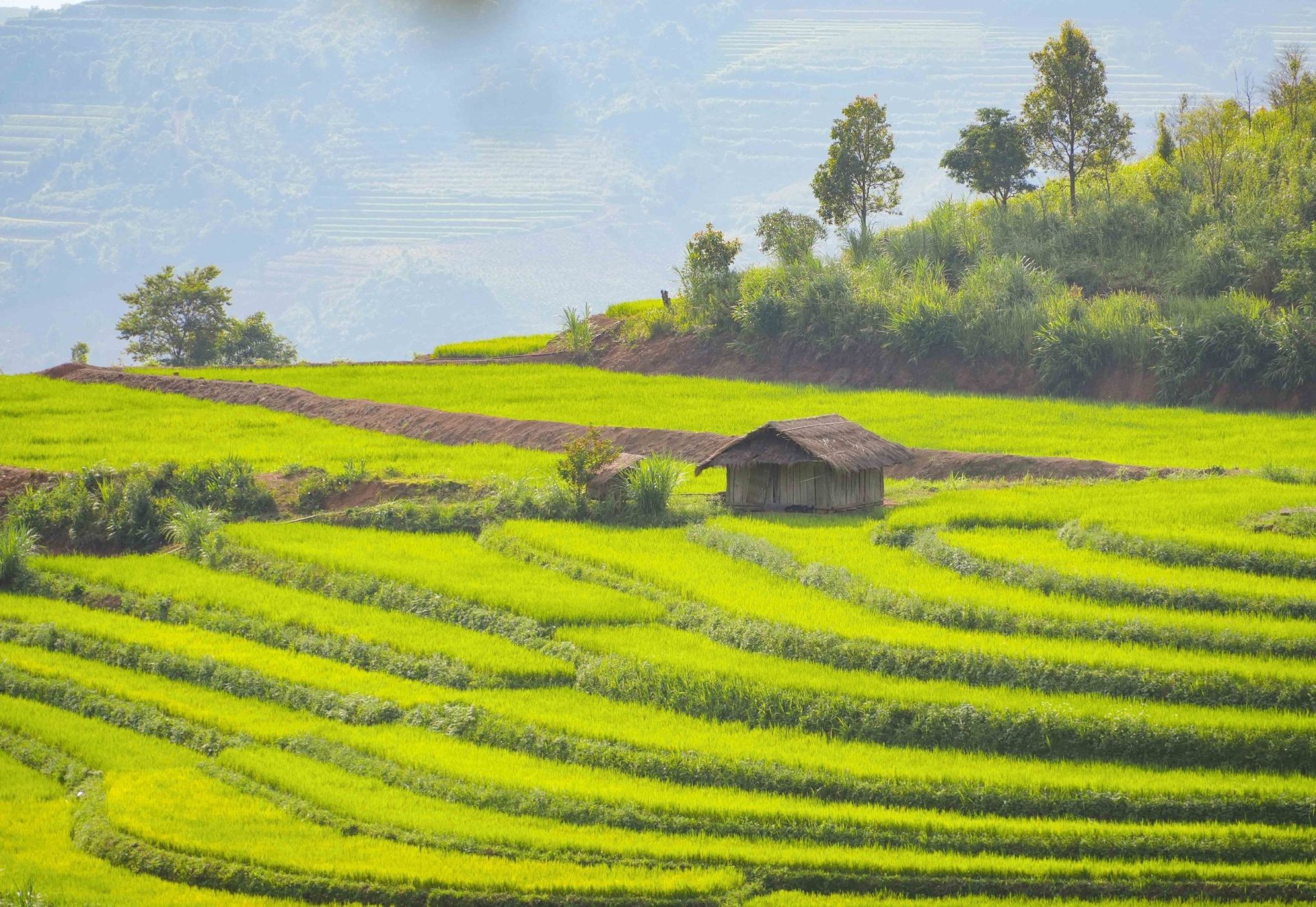 Mùa vàng trên ruộng bậc thang Pu Nhi