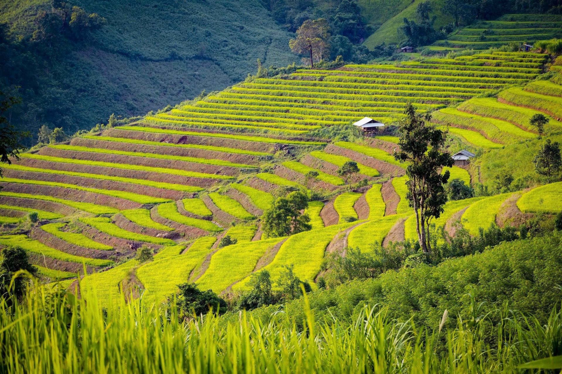 Mùa vàng trên ruộng bậc thang Pu Nhi