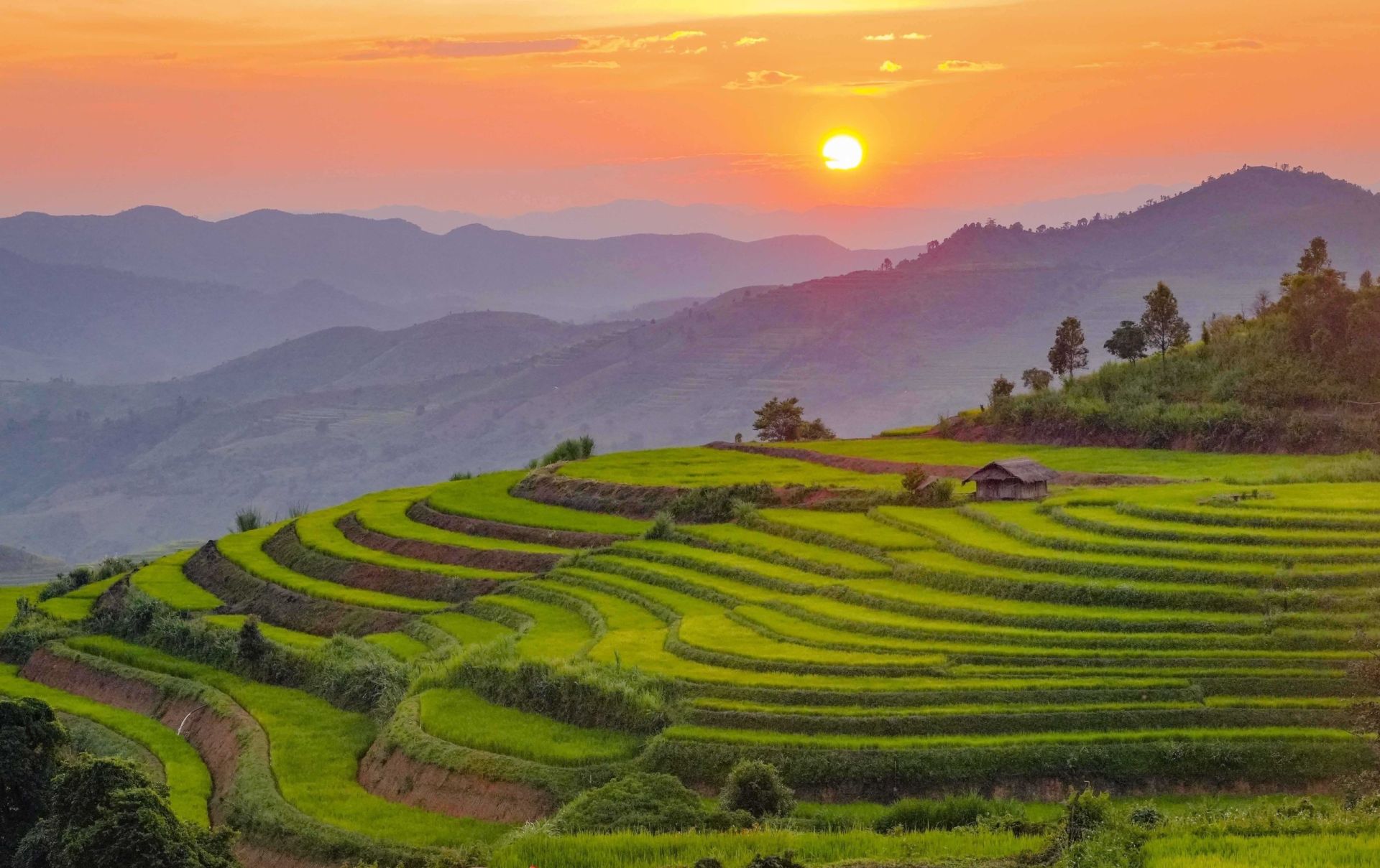 Mùa vàng trên ruộng bậc thang Pu Nhi