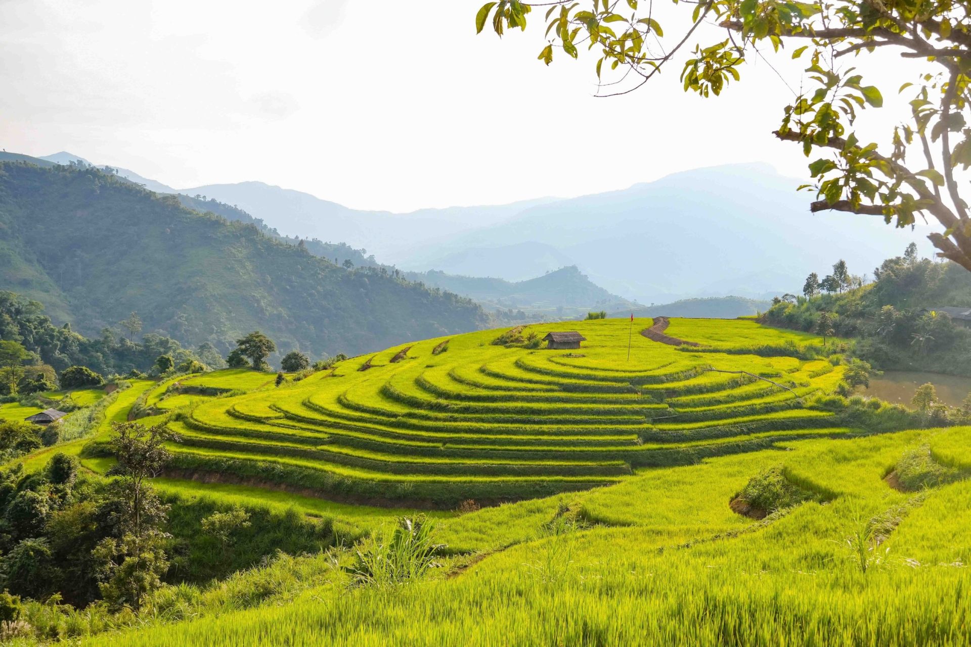 Mùa vàng trên ruộng bậc thang Pu Nhi