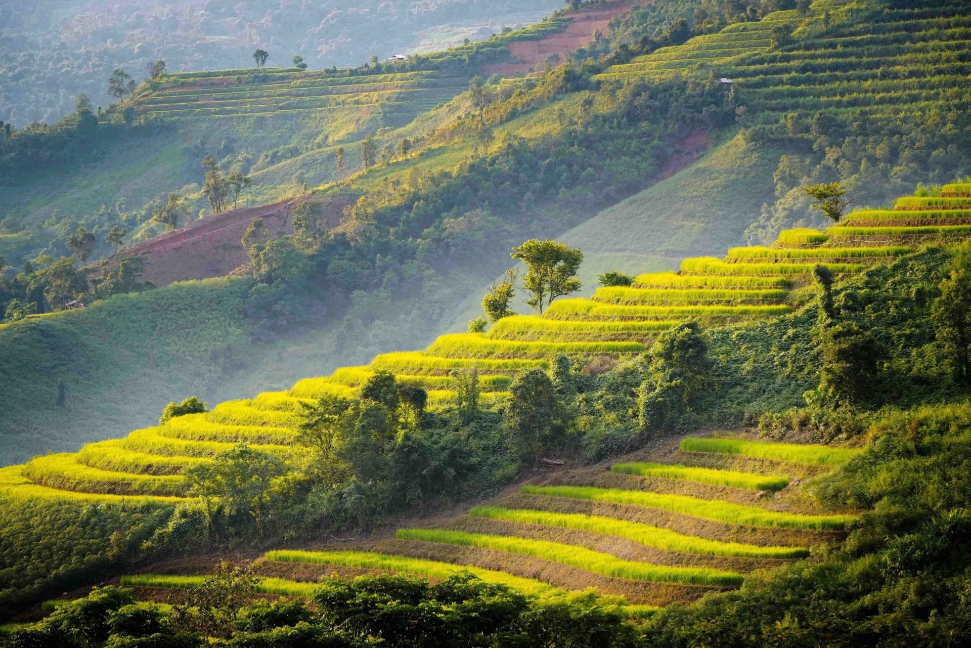 Mùa vàng trên ruộng bậc thang Pu Nhi