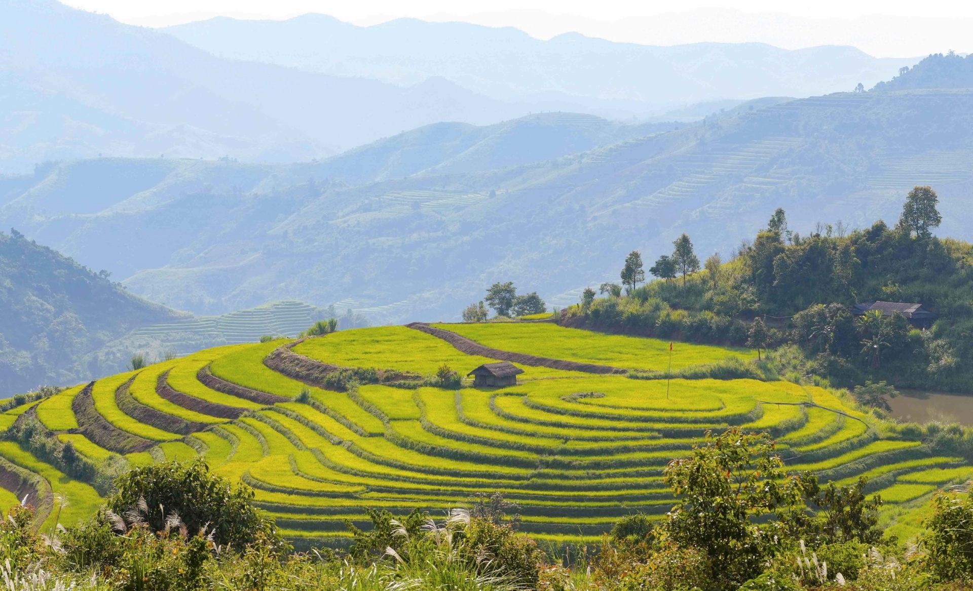 Mùa vàng trên ruộng bậc thang Pu Nhi