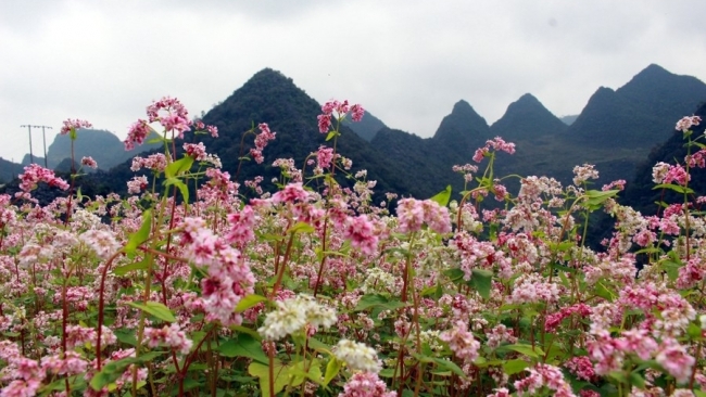 Hà Giang sẵn sàng cho lễ hội hoa tam giác mạch 2024