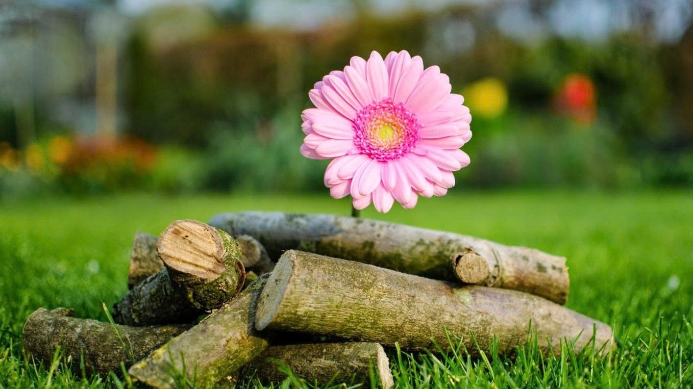 Tử vi tuần mới (20-26/10/2025): Tuổi Tý bước tiến thuận lợi, tuổi Sửu sự nghiệp khả quan