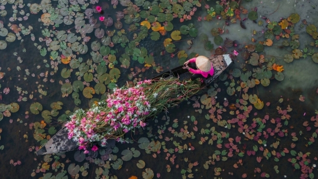 Check-in Tây Ninh mùa hoa súng nở, trải nghiệm miền sông nước đẹp như tranh