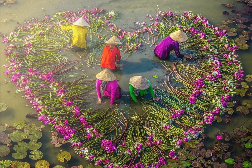 Check-in Tây Ninh mùa hoa súng nở, trải nghiệm miền sông nước đẹp như tranh Check-in Tây Ninh mùa hoa súng nở, trải nghiệm miền sông nước đẹp như tranh