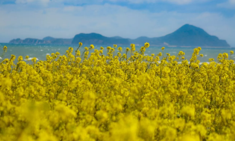 7 trải nghiệm "đáng tiền" tận hưởng trọn vẹn mùa Thu Jeju