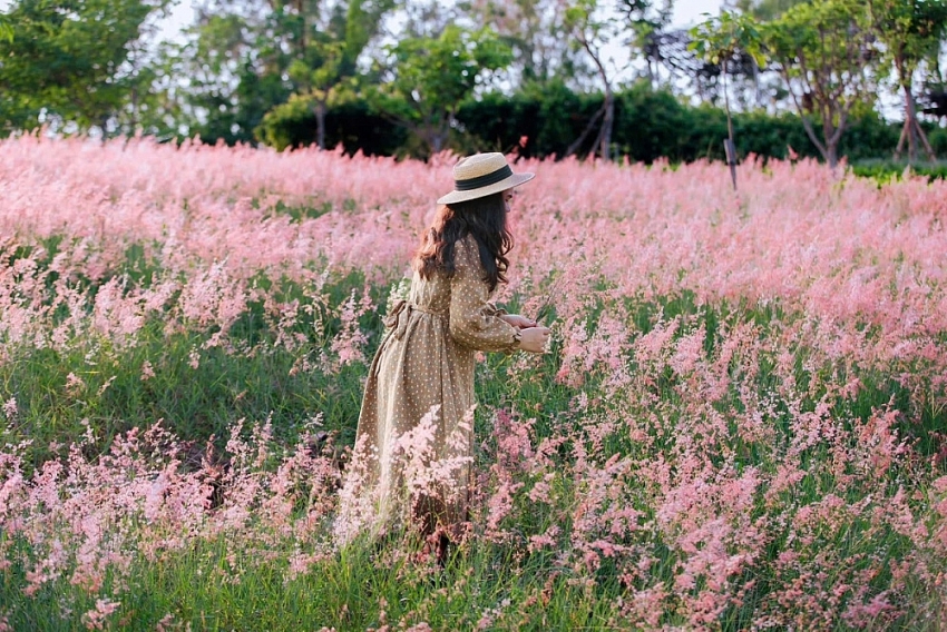 'Săn' mùa cỏ hồng chỉ cách Hà Nội 2 giờ