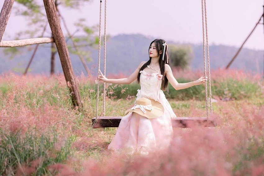 'Săn' mùa cỏ hồng chỉ cách Hà Nội 2 giờ