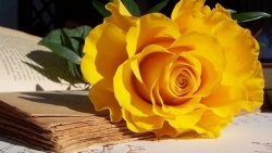 Tử vi tuần mới (27/10-2/11/2025): Tuổi Ngọ hung cát đan xen, tuổi Thìn quý nhân dẫn lối