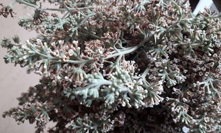 Món xôi vàng rực, dẻo thơm khiến du khách mê mẩn ở Tây Bắc