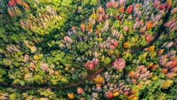 Đẹp ngỡ ngàng mùa lá đỏ ở rừng Khe Sanh