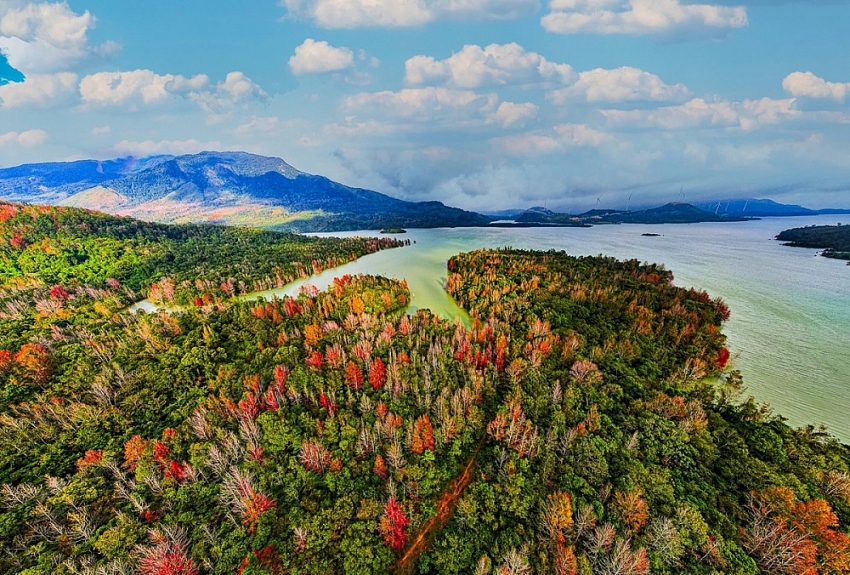 Đẹp ngỡ ngàng mùa lá đỏ ở rừng Khe Sanh Đẹp ngỡ ngàng mùa lá đỏ ở rừng Khe Sanh