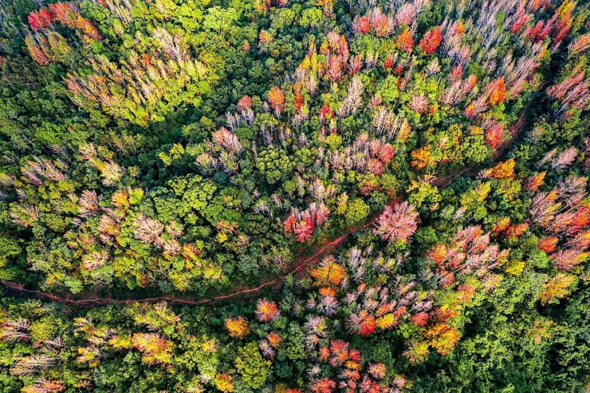 Đẹp ngỡ ngàng mùa lá đỏ ở rừng Khe Sanh Đẹp ngỡ ngàng mùa lá đỏ ở rừng Khe Sanh