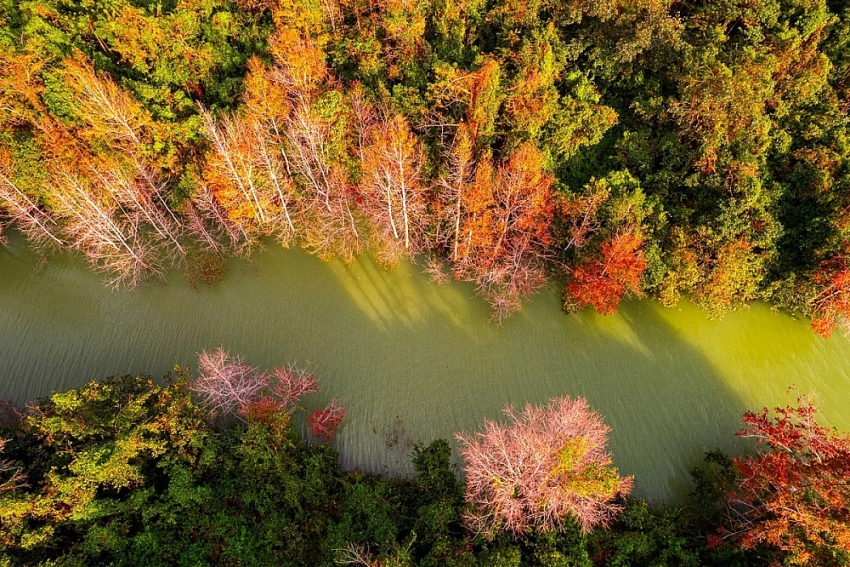 Đẹp ngỡ ngàng mùa lá đỏ ở rừng Khe Sanh Đẹp ngỡ ngàng mùa lá đỏ ở rừng Khe Sanh