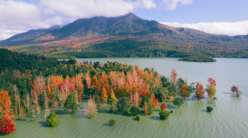 Đẹp ngỡ ngàng mùa lá đỏ ở rừng Khe Sanh Đẹp ngỡ ngàng mùa lá đỏ ở rừng Khe Sanh