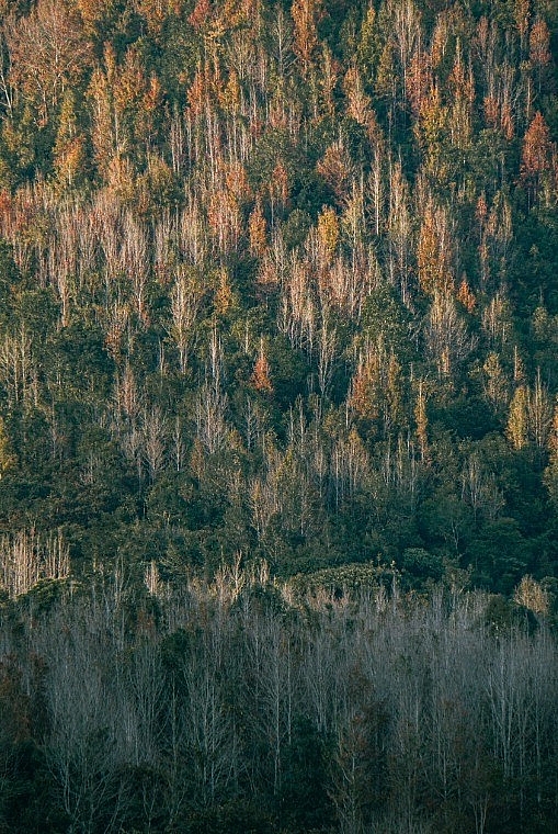 Đẹp ngỡ ngàng mùa lá đỏ ở rừng Khe Sanh Đẹp ngỡ ngàng mùa lá đỏ ở rừng Khe Sanh