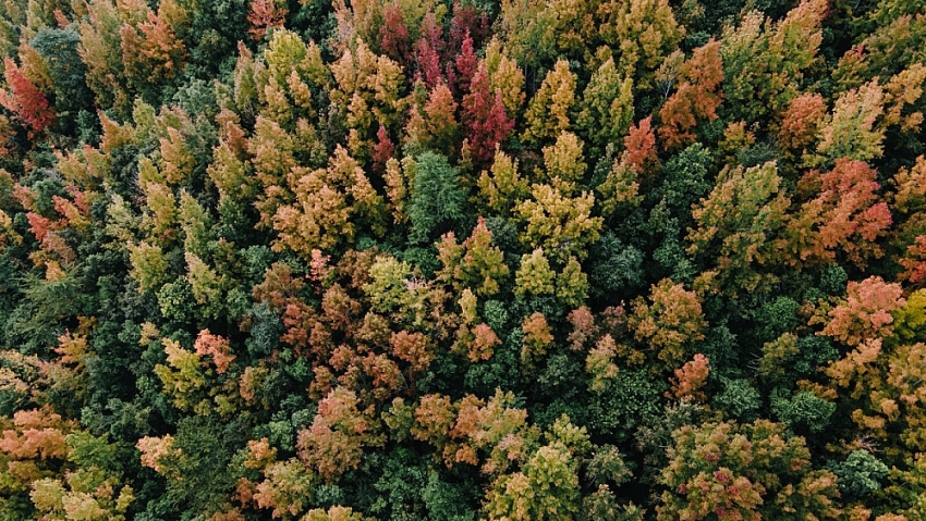 Đẹp ngỡ ngàng mùa lá đỏ ở rừng Khe Sanh Đẹp ngỡ ngàng mùa lá đỏ ở rừng Khe Sanh