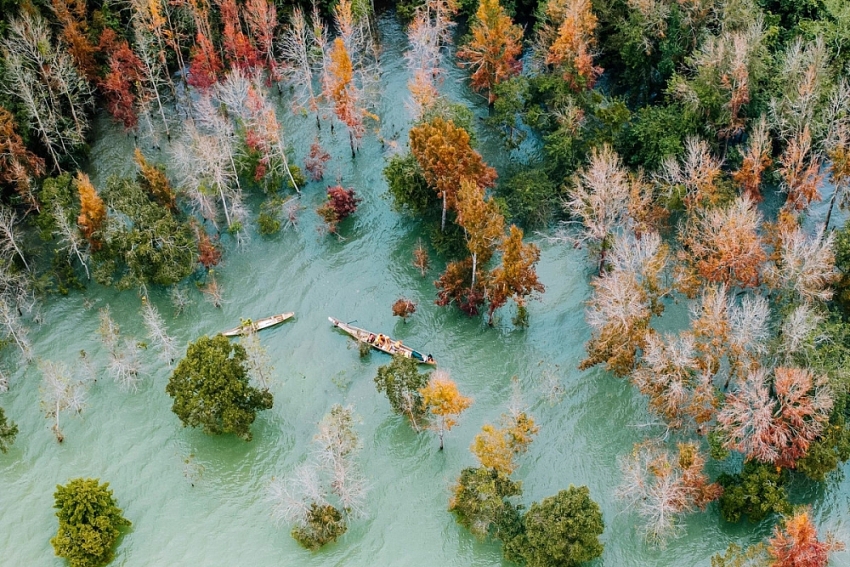 Đẹp ngỡ ngàng mùa lá đỏ ở rừng Khe Sanh Đẹp ngỡ ngàng mùa lá đỏ ở rừng Khe Sanh