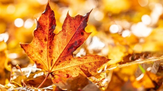 Tử vi tuần mới 5/10 - 11/10/2026: Tuổi Sửu tháo gỡ vướng mắc, tuổi Mùi cần kiên nhẫn hơn