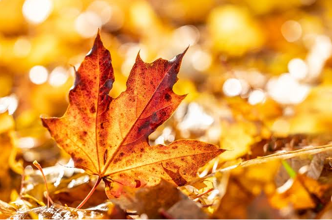 Tử vi tuần mới 5/10 - 11/10/2026: Tuổi Sửu tháo gỡ vướng mắc, tuổi Mùi cần kiên nhẫn hơn