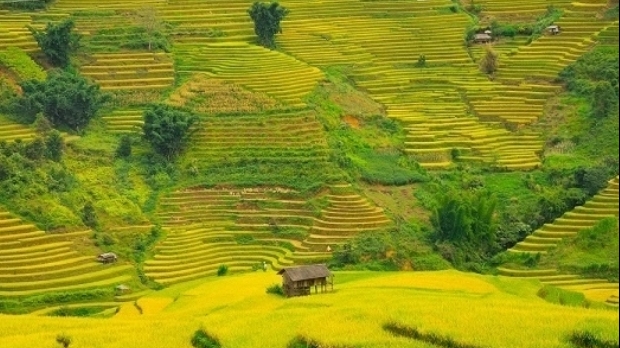 Giữ sắc chàm giữa mùa vàng Lao Chải (Lào Cai)