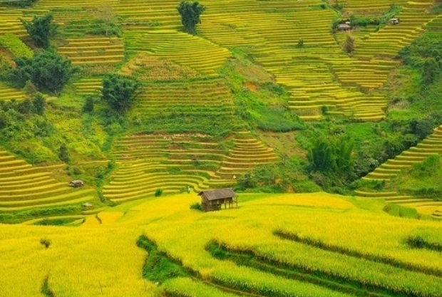 Giữ sắc chàm giữa mùa vàng Lao Chải (Lào Cai)