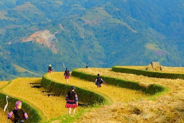 Giữ sắc chàm giữa mùa vàng Lao Chải (Lào Cai)