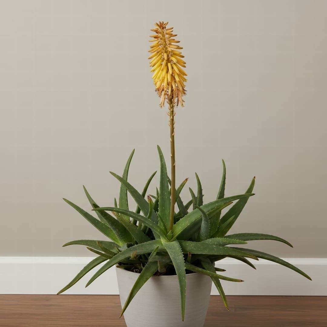 7 loại cây cảnh hiếm khi ra hoa, được dân gian xem là biểu tượng của vượng tài, tụ lộc