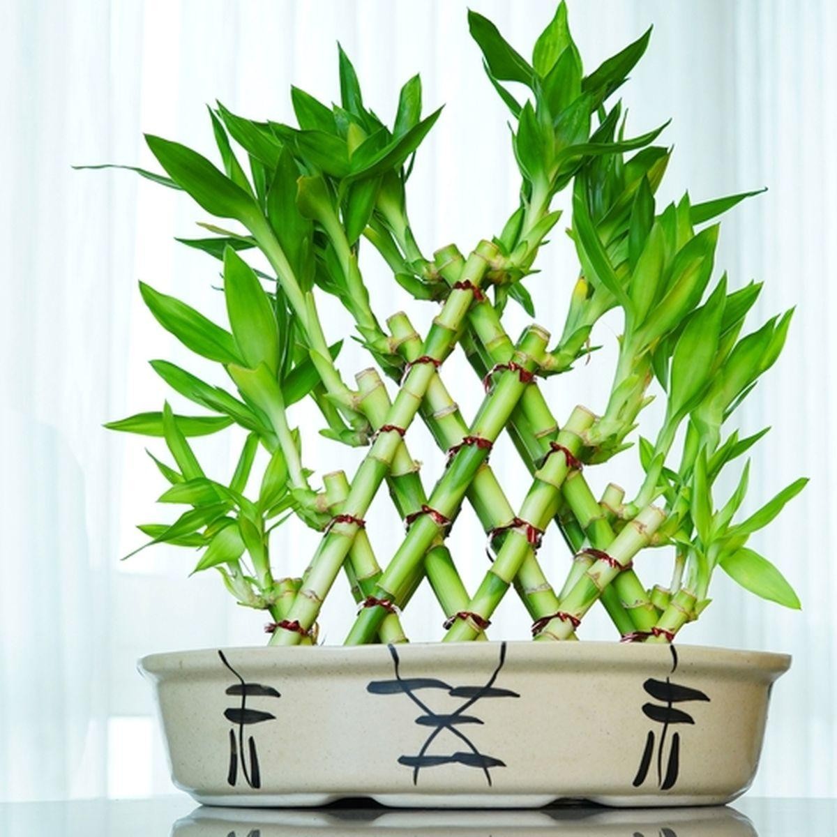 7 loại cây cảnh hiếm khi ra hoa, được dân gian xem là biểu tượng của vượng tài, tụ lộc