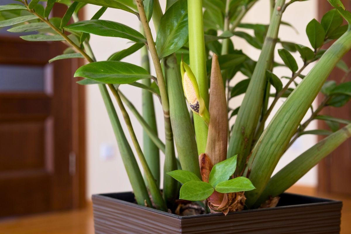 7 loại cây cảnh hiếm khi ra hoa, được dân gian xem là biểu tượng của vượng tài, tụ lộc