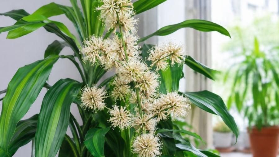 7 loại cây cảnh hiếm khi ra hoa, được dân gian xem là biểu tượng của vượng tài, tụ lộc