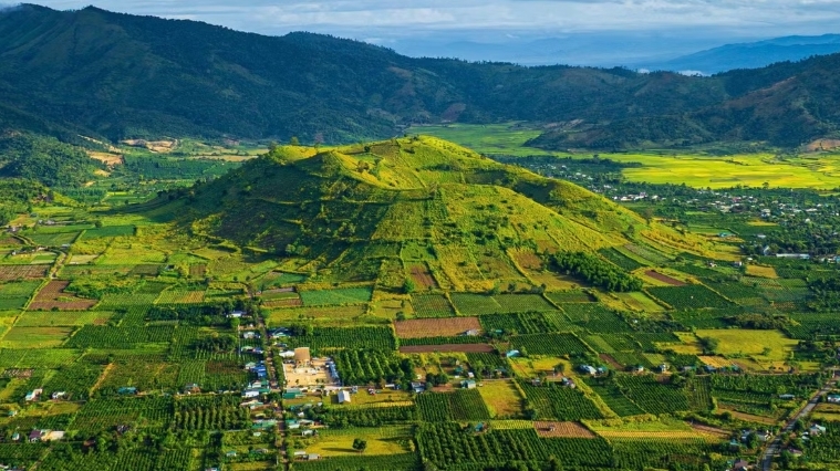 Say đắm sắc vàng hoa dã quỳ trên núi lửa Chư Đăng Ya