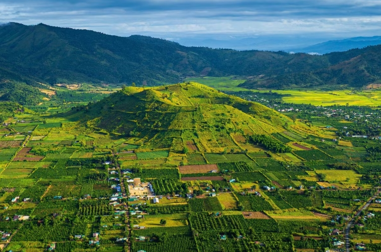 Say đắm sắc vàng hoa dã quỳ trên núi lửa Chư Đăng Ya