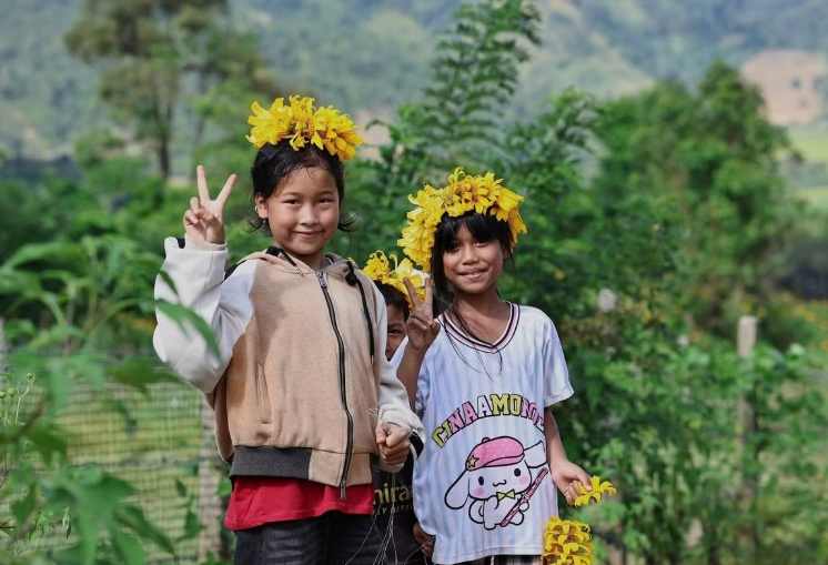 Say đắm sắc vàng hoa dã quỳ trên núi lửa Chư Đăng Ya