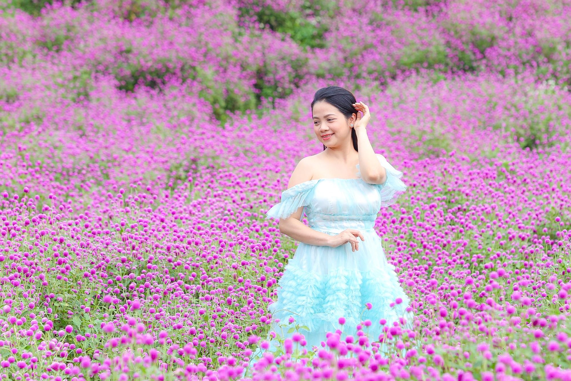 Mê mẩn ngắm hoa bách nhật tím Mê mẩn ngắm hoa bách nhật tím