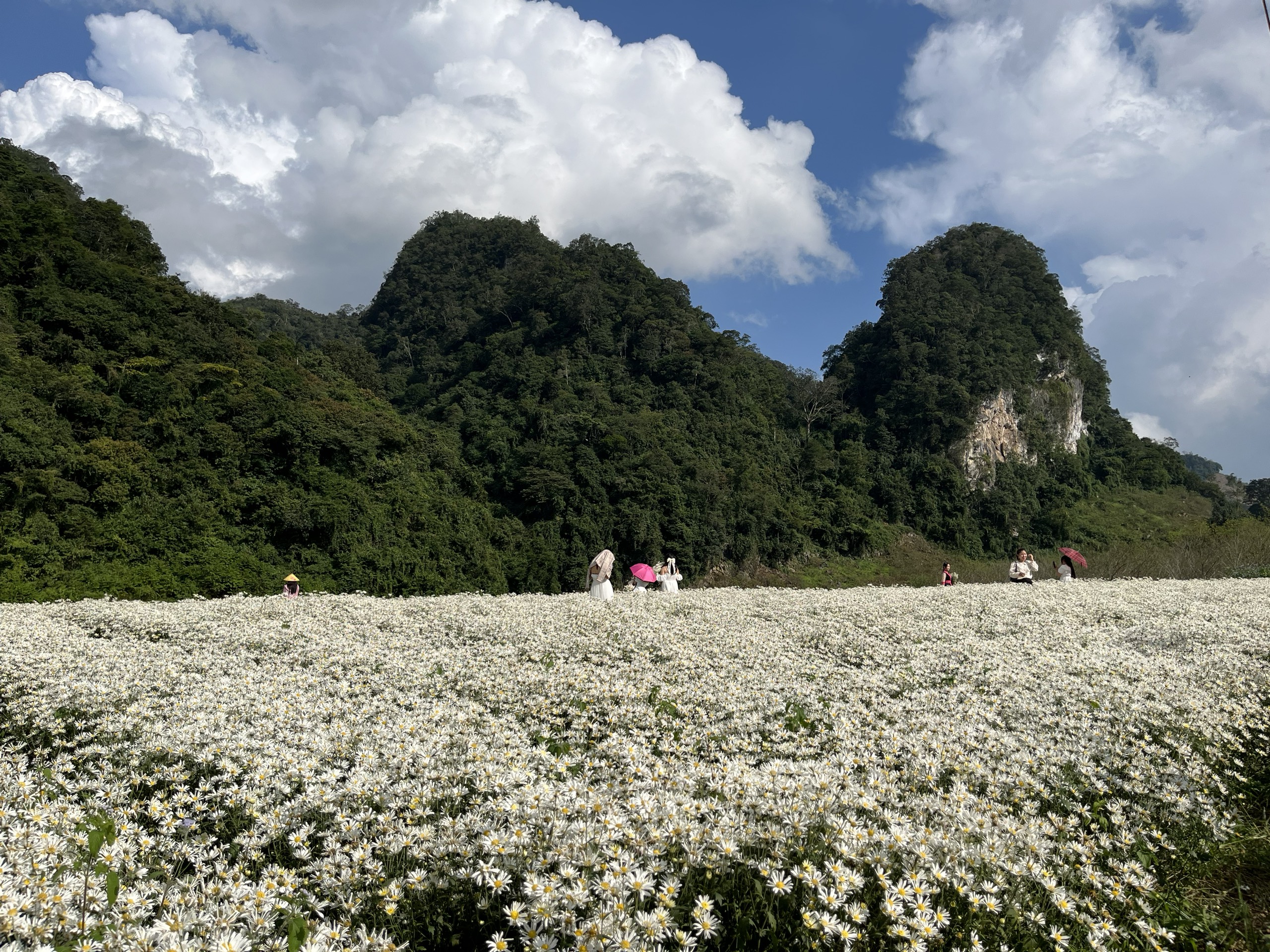 Đầu đông đến Mộc Châu thưởng mùa hồng chín Đầu đông đến Mộc Châu thưởng mùa hồng chín