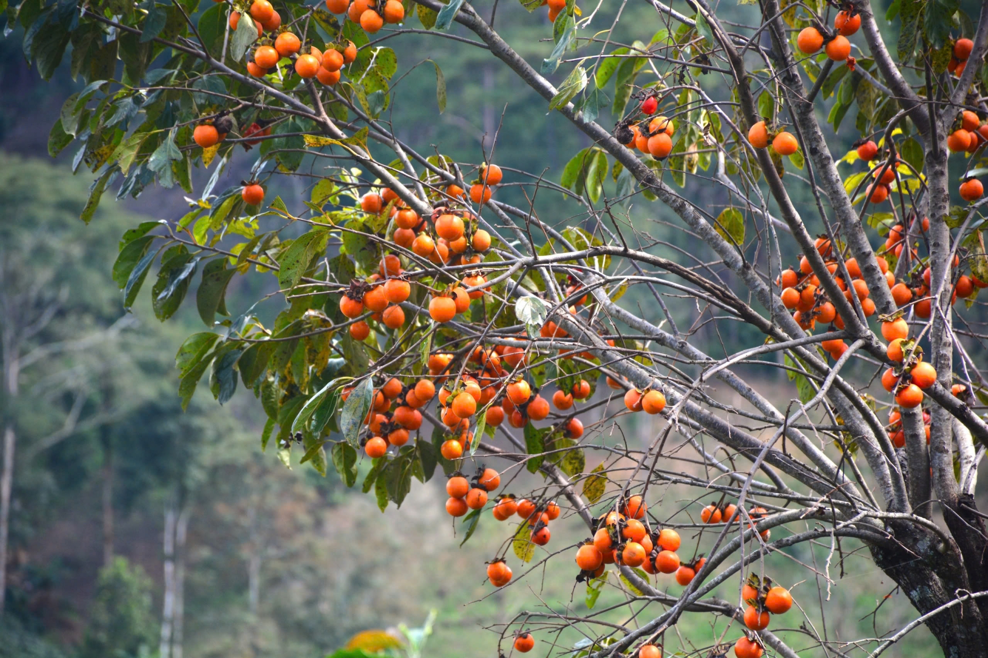 Ngọt ngào mùa hồng cao nguyên