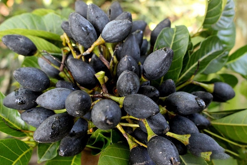 Xôi trám đen Cao Bằng hương vị níu bước du khách mùa thu vùng núi