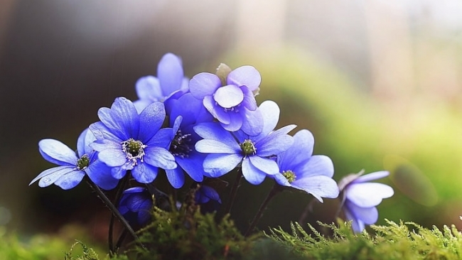 Tử vi tuần mới (3-9/11/2025): Tuổi Sửu cơ hội tiềm năng, tuổi Mão thuận buồm xuôi gió