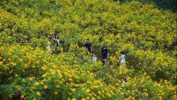 Cuối tuần lên Ba Vì, đắm chìm trong sắc vàng dã quỳ