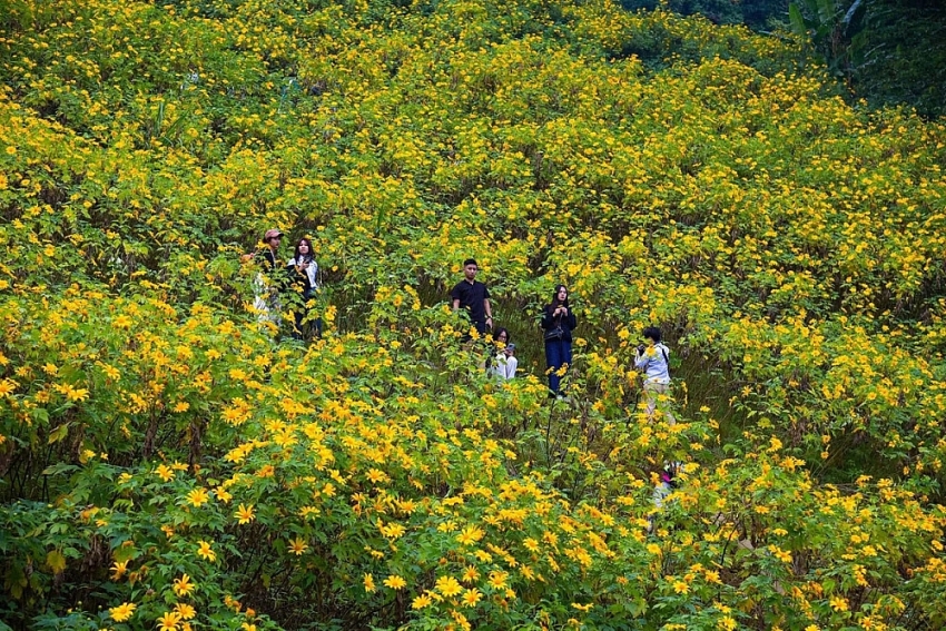 Cuối tuần lên Ba Vì, đắm chìm trong sắc vàng dã quỳ Cuối tuần lên Ba Vì, đắm chìm trong sắc vàng dã quỳ