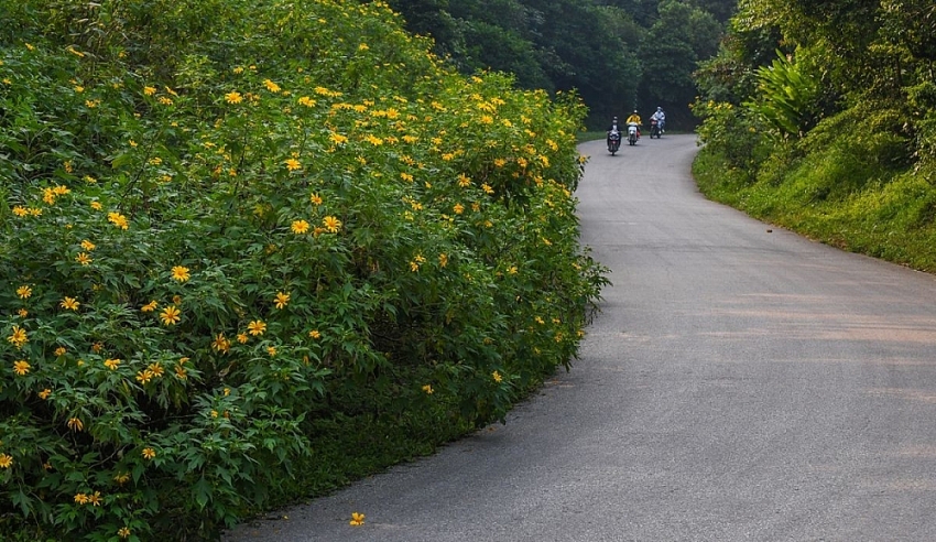 Cuối tuần lên Ba Vì, đắm chìm trong sắc vàng dã quỳ Cuối tuần lên Ba Vì, đắm chìm trong sắc vàng dã quỳ